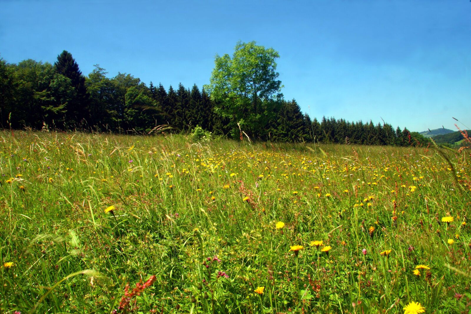 Canon EOS 30D sample photo. Spring meadow, flower meadow photography