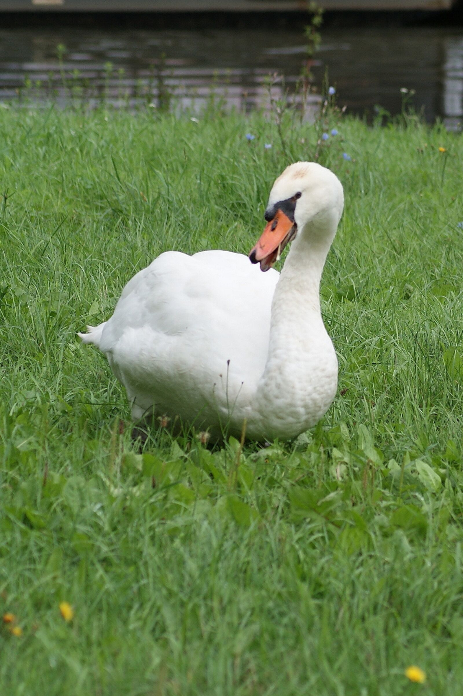 Sony Alpha DSLR-A230 sample photo. Swan, water, white photography