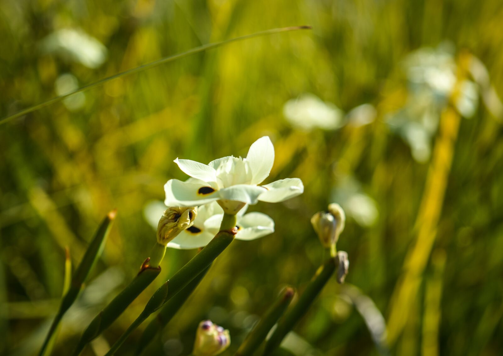 Nikon D3200 sample photo. Flower, summer, bloom photography