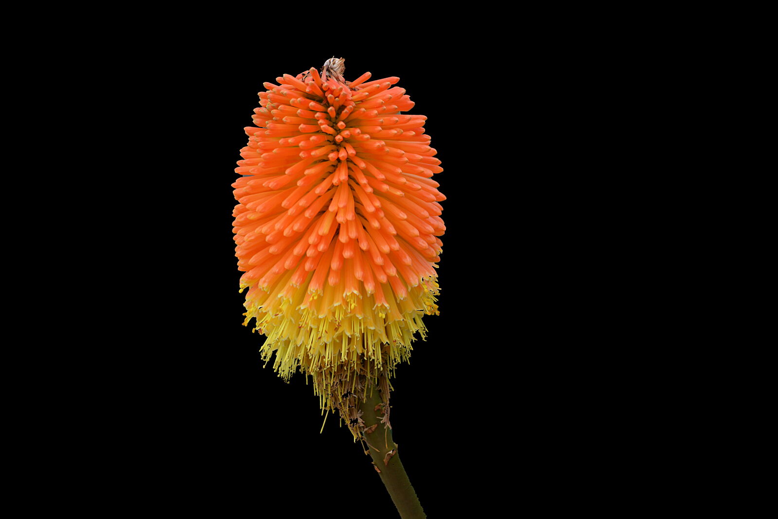 Nikon D5200 sample photo. Botanique, couleurs, fleur, fleur photography