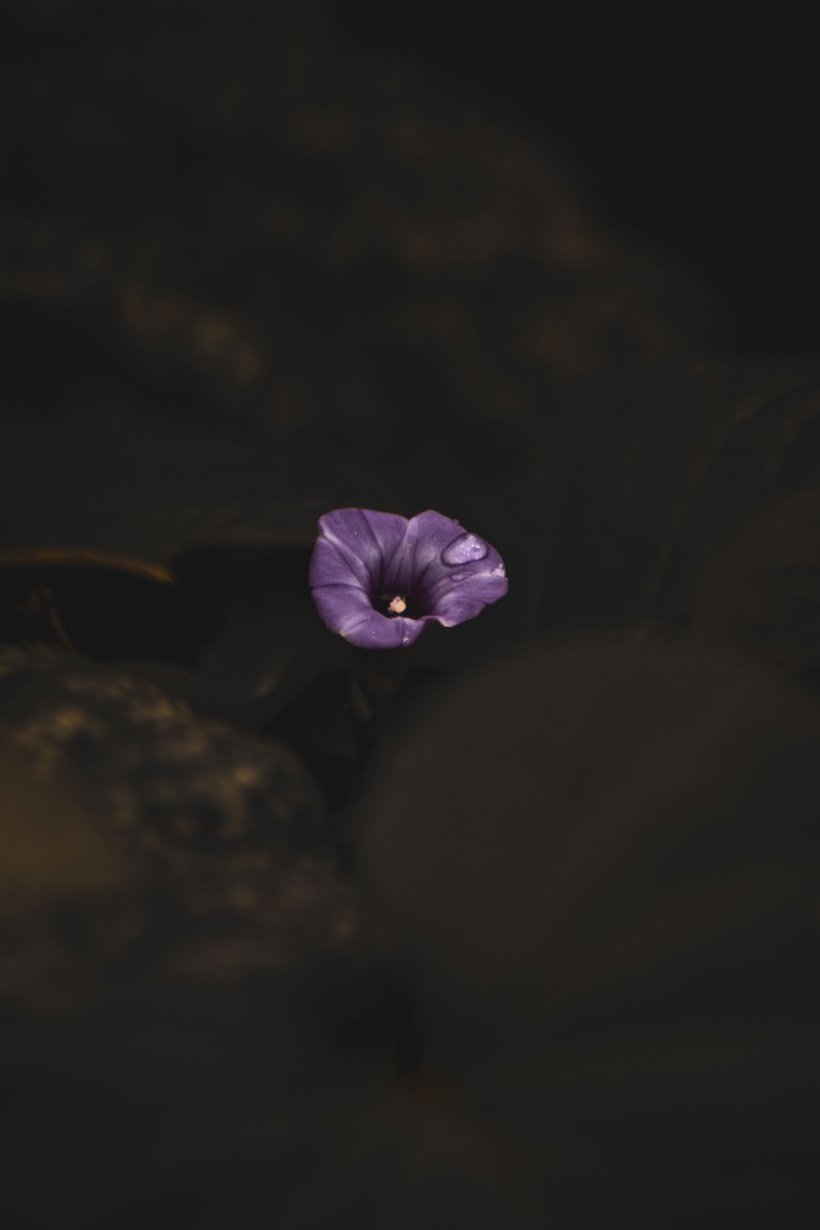Nikon D5300 sample photo. Photo, flower, plant photography