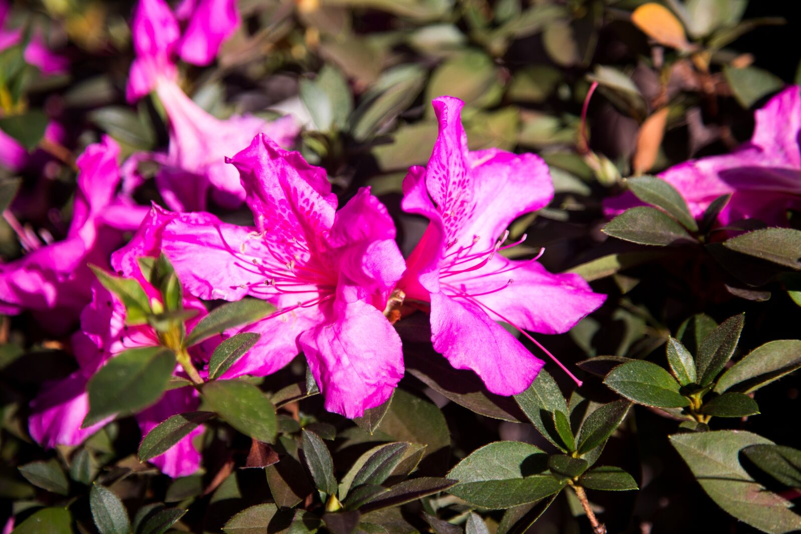 Canon EF 24-105mm F4L IS USM sample photo. Nature, flower, filter photography