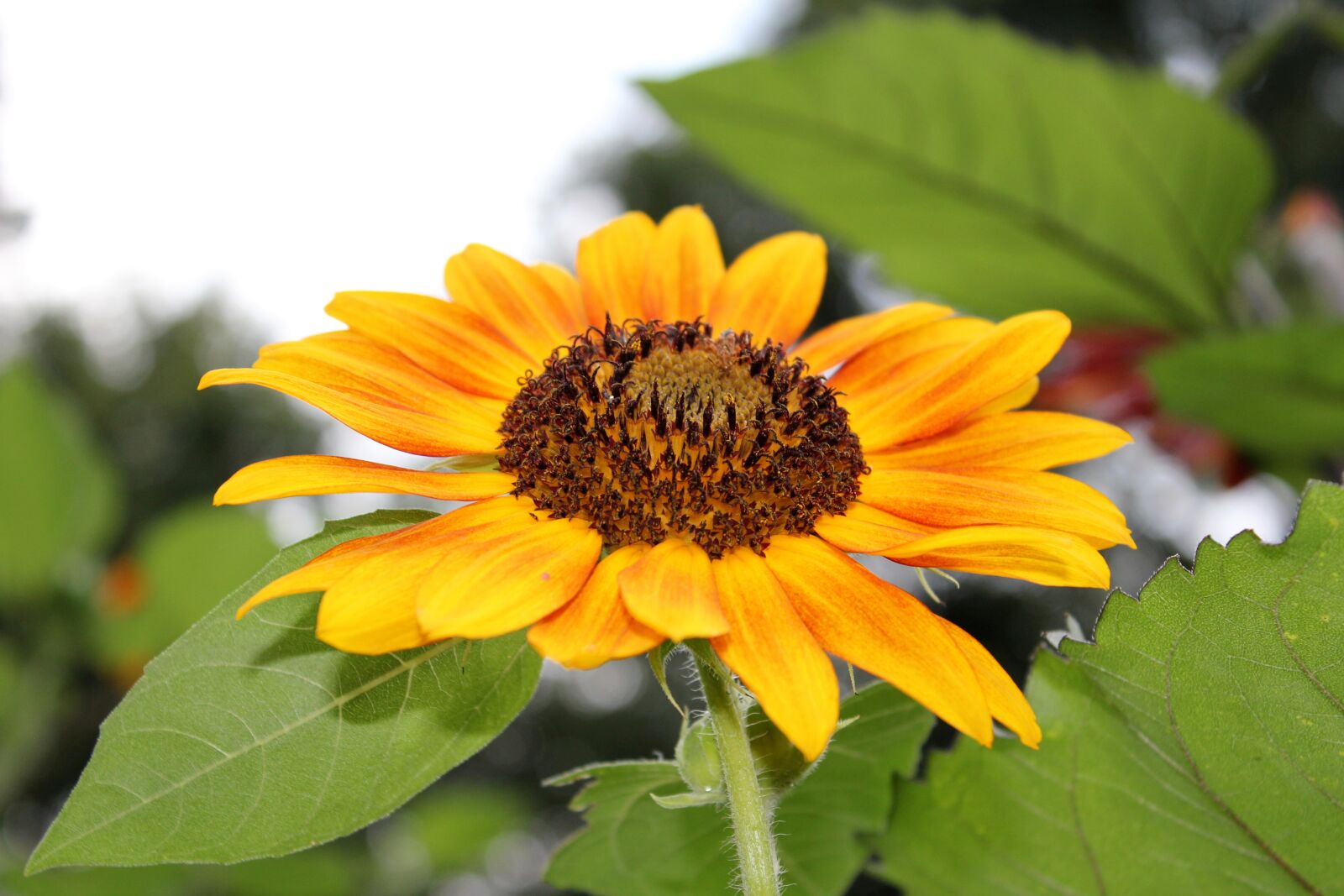 Canon EOS 550D (EOS Rebel T2i / EOS Kiss X4) sample photo. Nature, flora, flower photography
