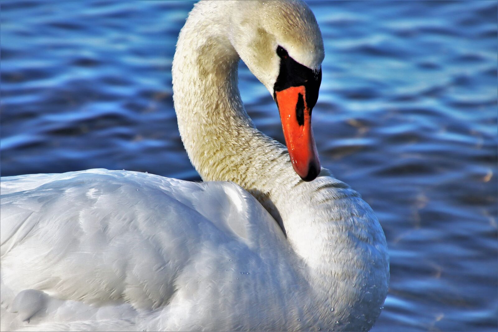Canon EOS 80D sample photo. Swan, white, swim photography