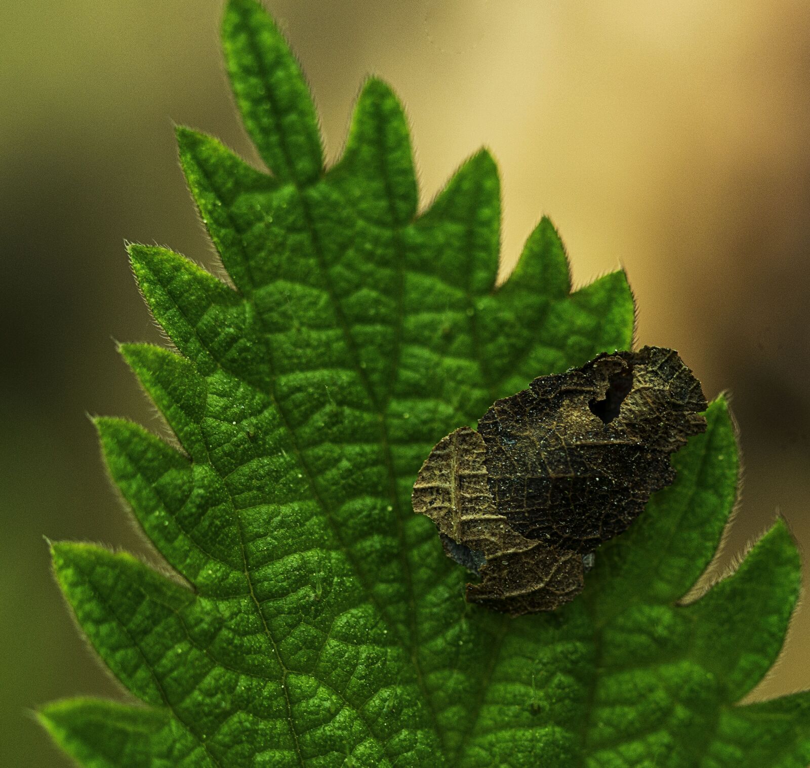 DT 100mm F2.8 SAM sample photo. Spring, plant, flowers photography