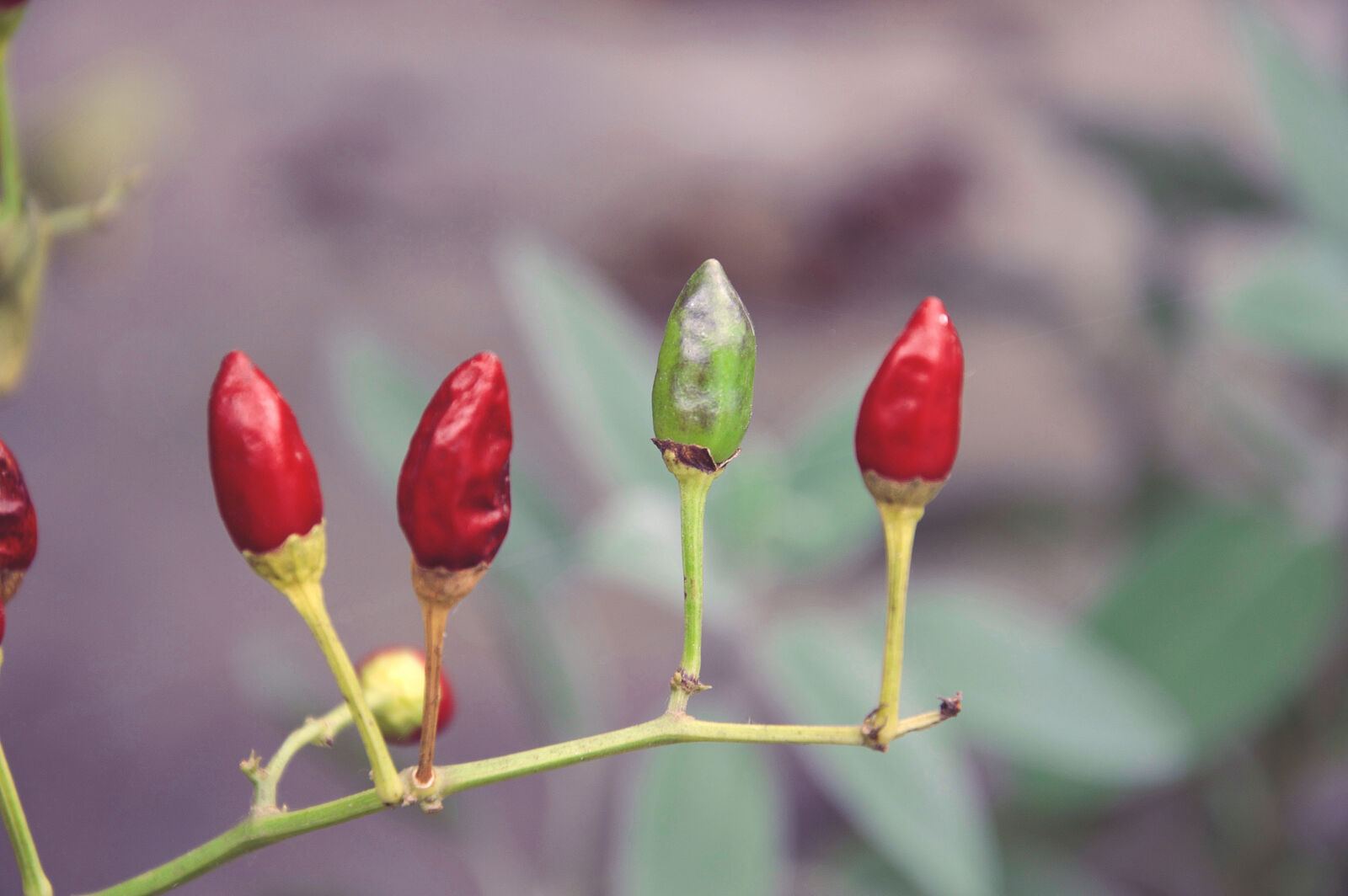 Nikon D3200 sample photo. Garden, peppers, red, pepper photography