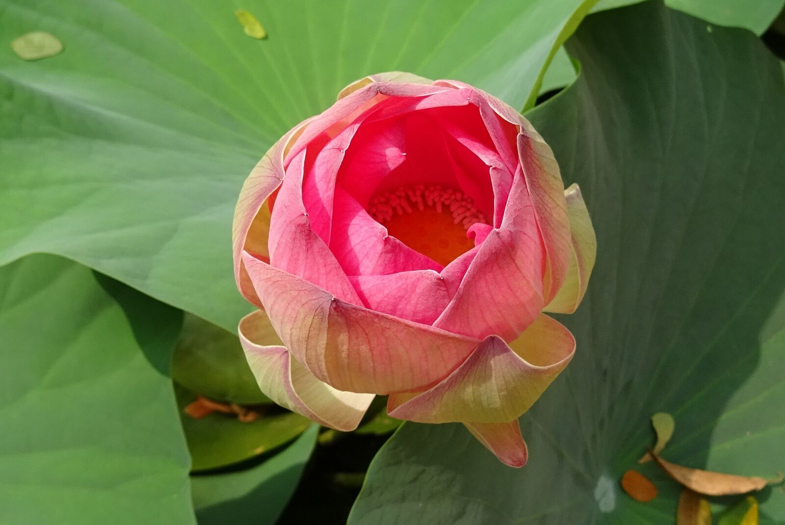 Sony DSC-HX60V sample photo. Lotus, flower, pink photography