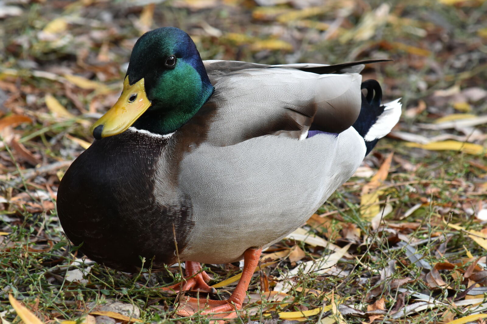 Nikon D5500 sample photo. Autumn season, colorful, duck photography