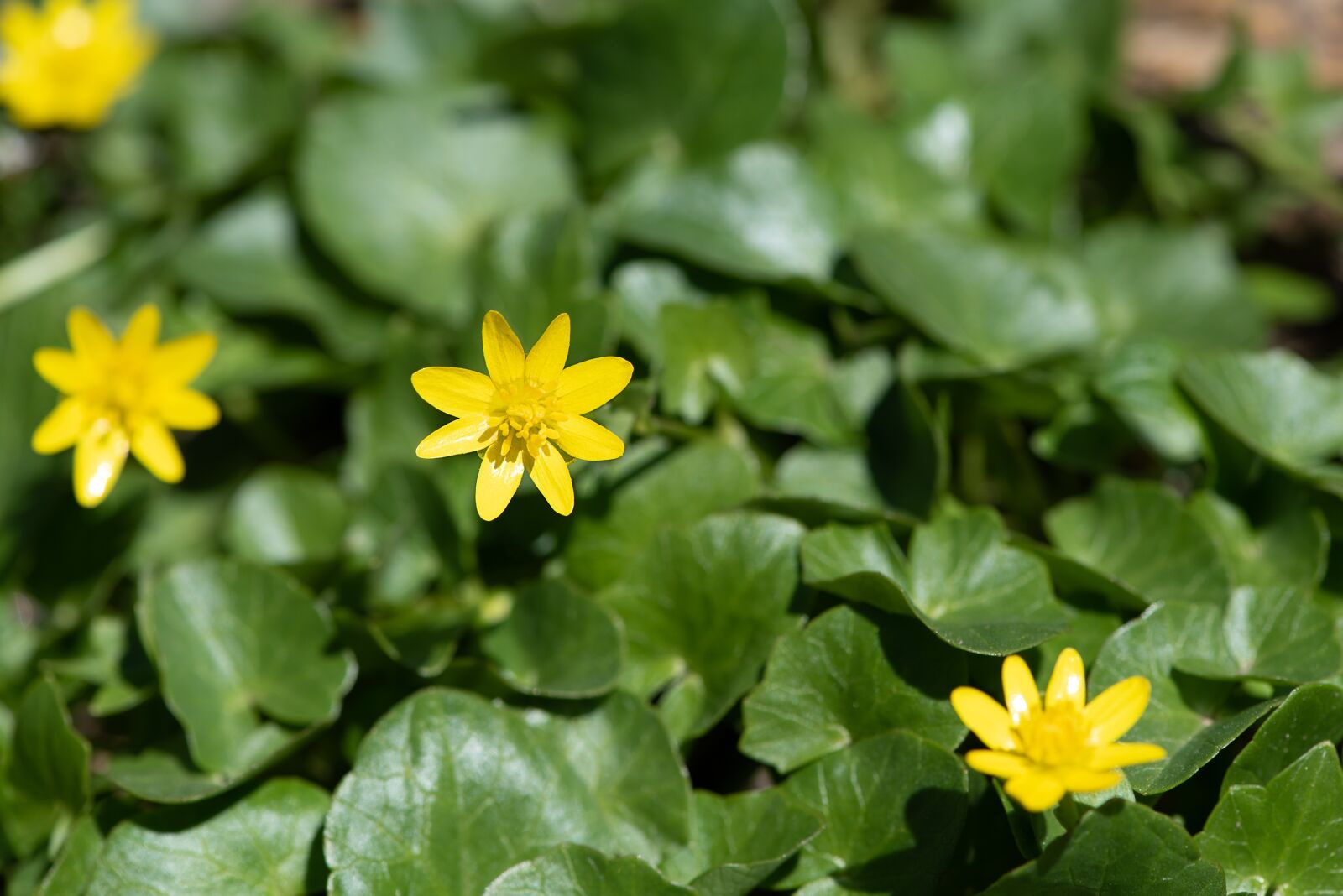 Nikon D750 sample photo. Celandine, yellow, yellow flowers photography