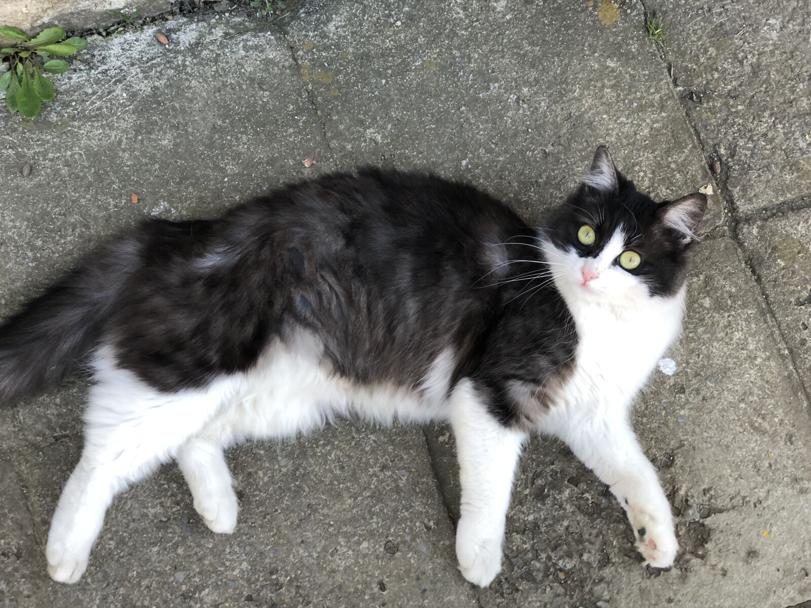 iPhone 8 Plus back dual camera 6.6mm f/2.8 sample photo. Animals, cat, cat's eye photography