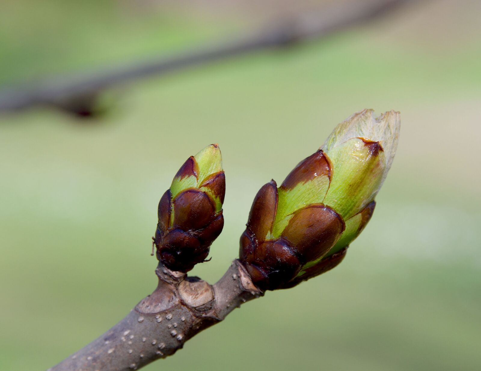 Nikon D5300 sample photo. Nature, leaf, plant photography