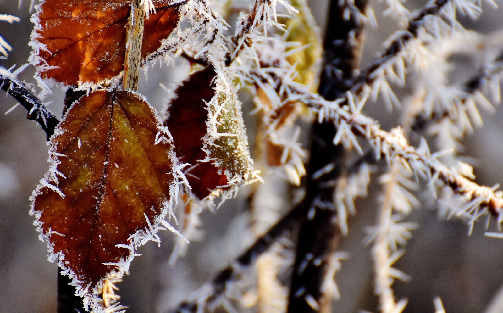 Nikon D7200 sample photo. Ripe, frost, cold photography