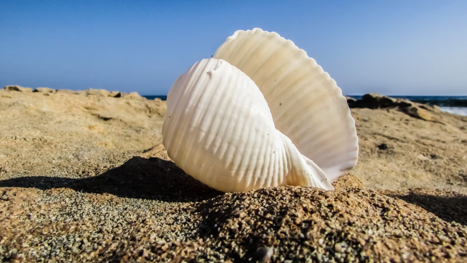 Canon PowerShot SX400 IS sample photo. Shell, beach, sea photography