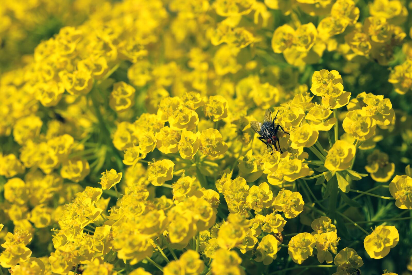 Canon EOS R sample photo. Fly, insect, wings photography