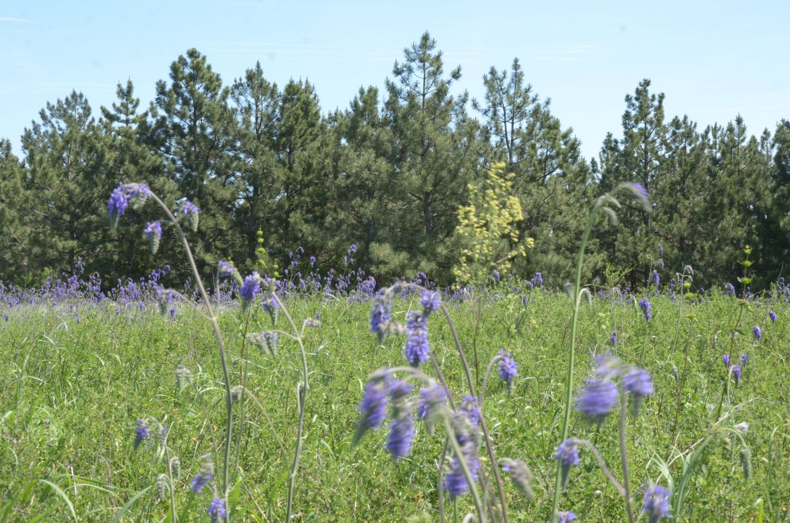 Nikon D7000 sample photo. Don steppe, feather grass photography