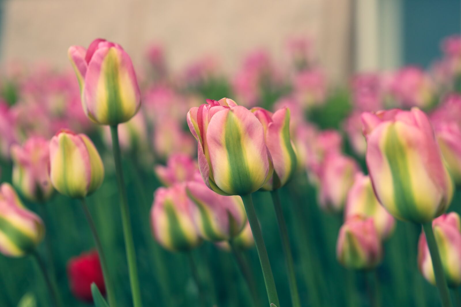 Canon EOS R sample photo. Tulip, garden, blossom photography