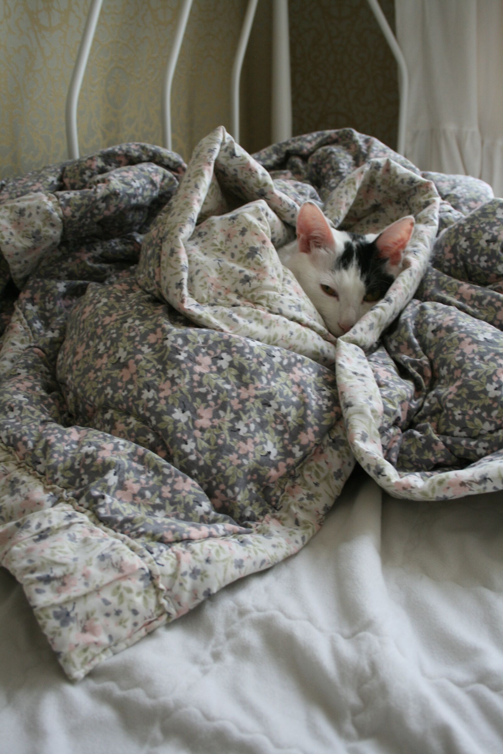 Canon EOS 400D (EOS Digital Rebel XTi / EOS Kiss Digital X) sample photo. Cat, blanket, cute photography