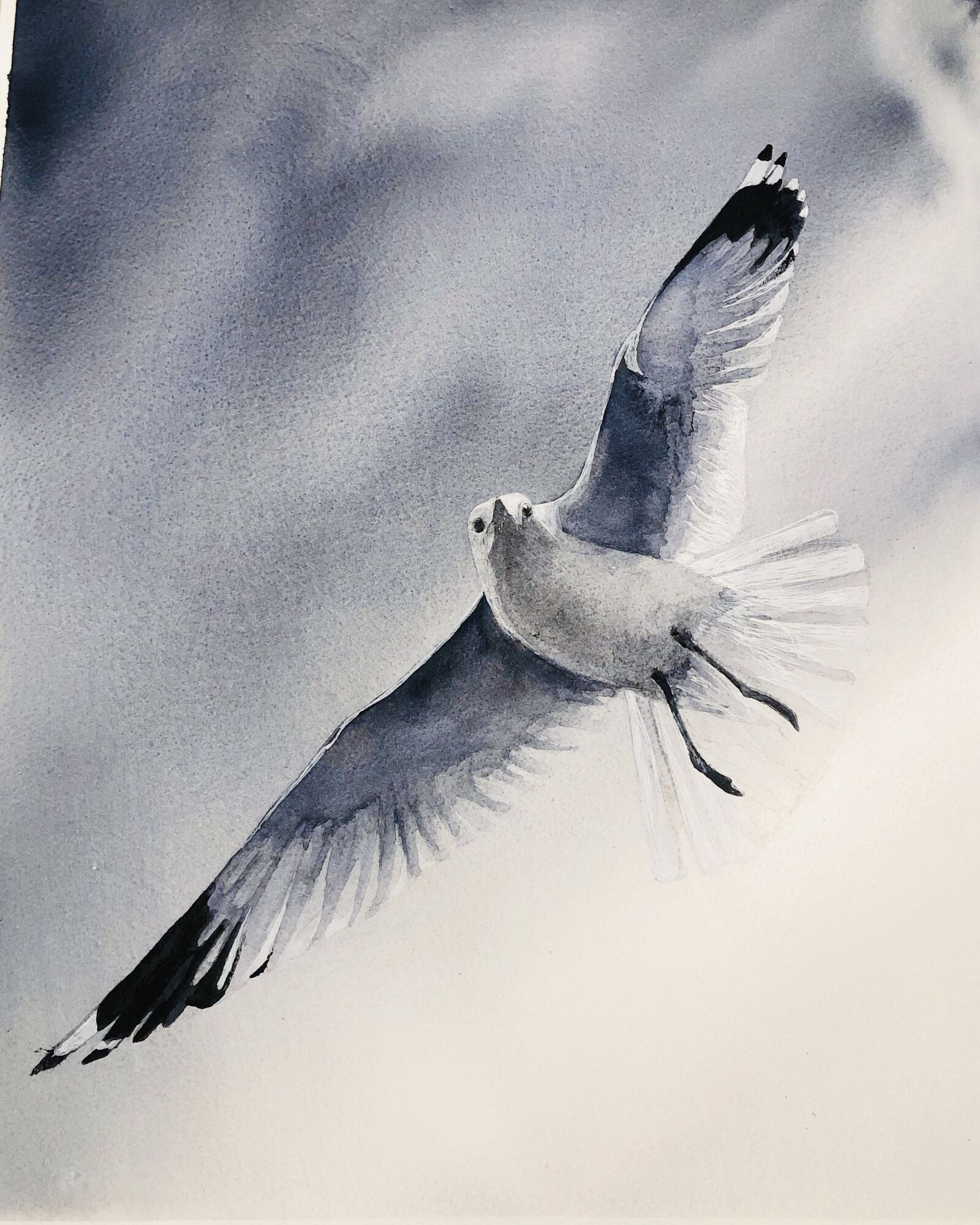 iPhone 8 Plus back dual camera 3.99mm f/1.8 sample photo. Gull, bird, himmel photography