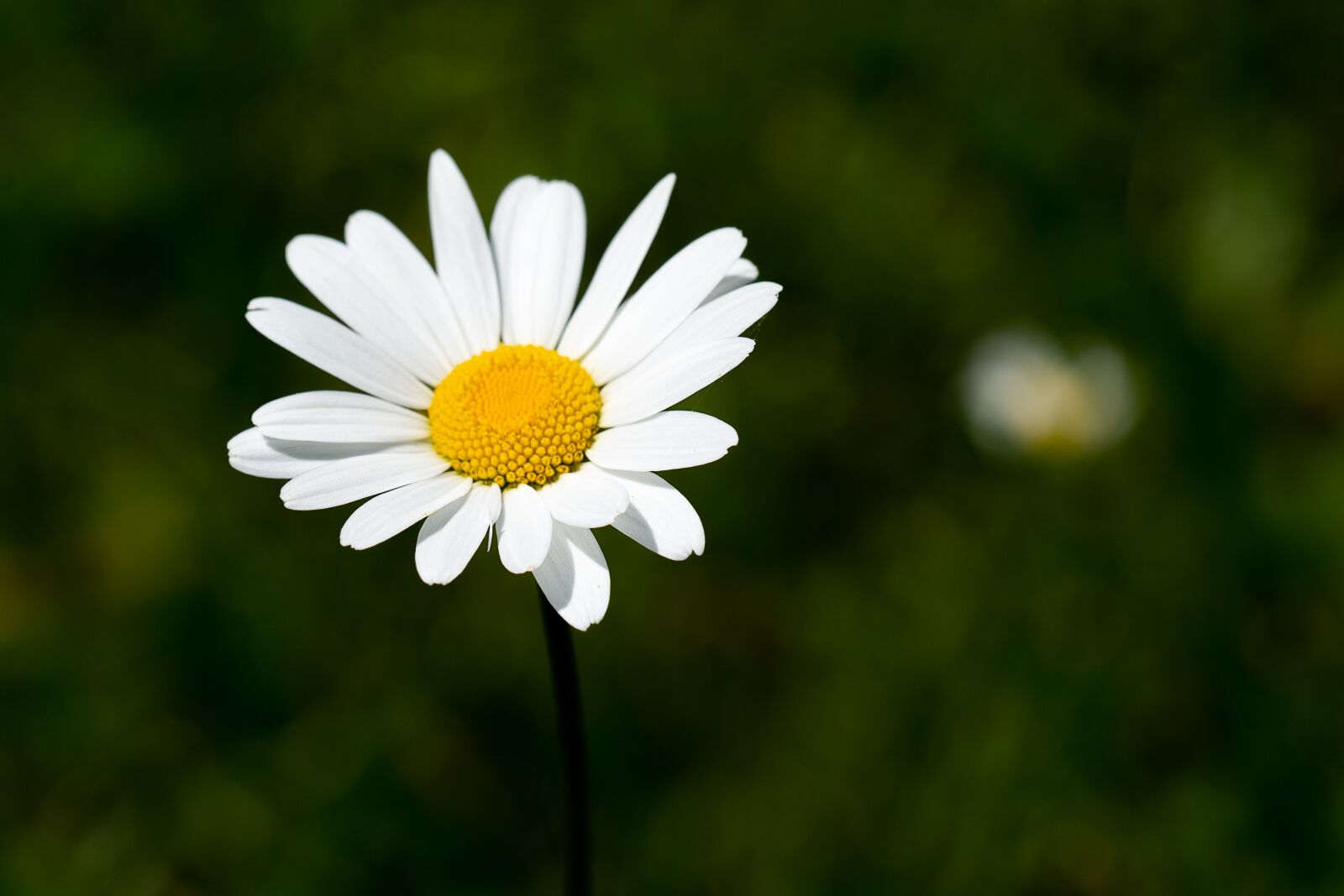 Nikon D7100 sample photo. Marguerite, flower, white photography