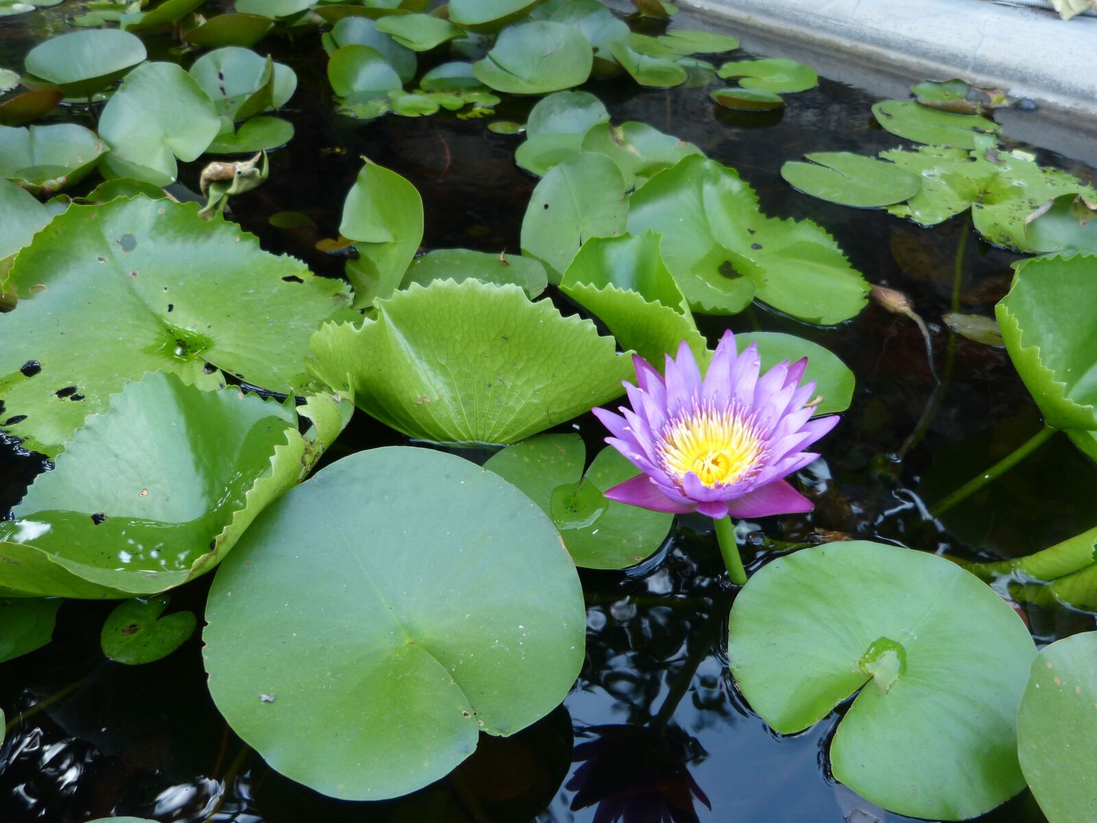 Panasonic DMC-FZ62 sample photo. Lotus, viet nam, flower photography