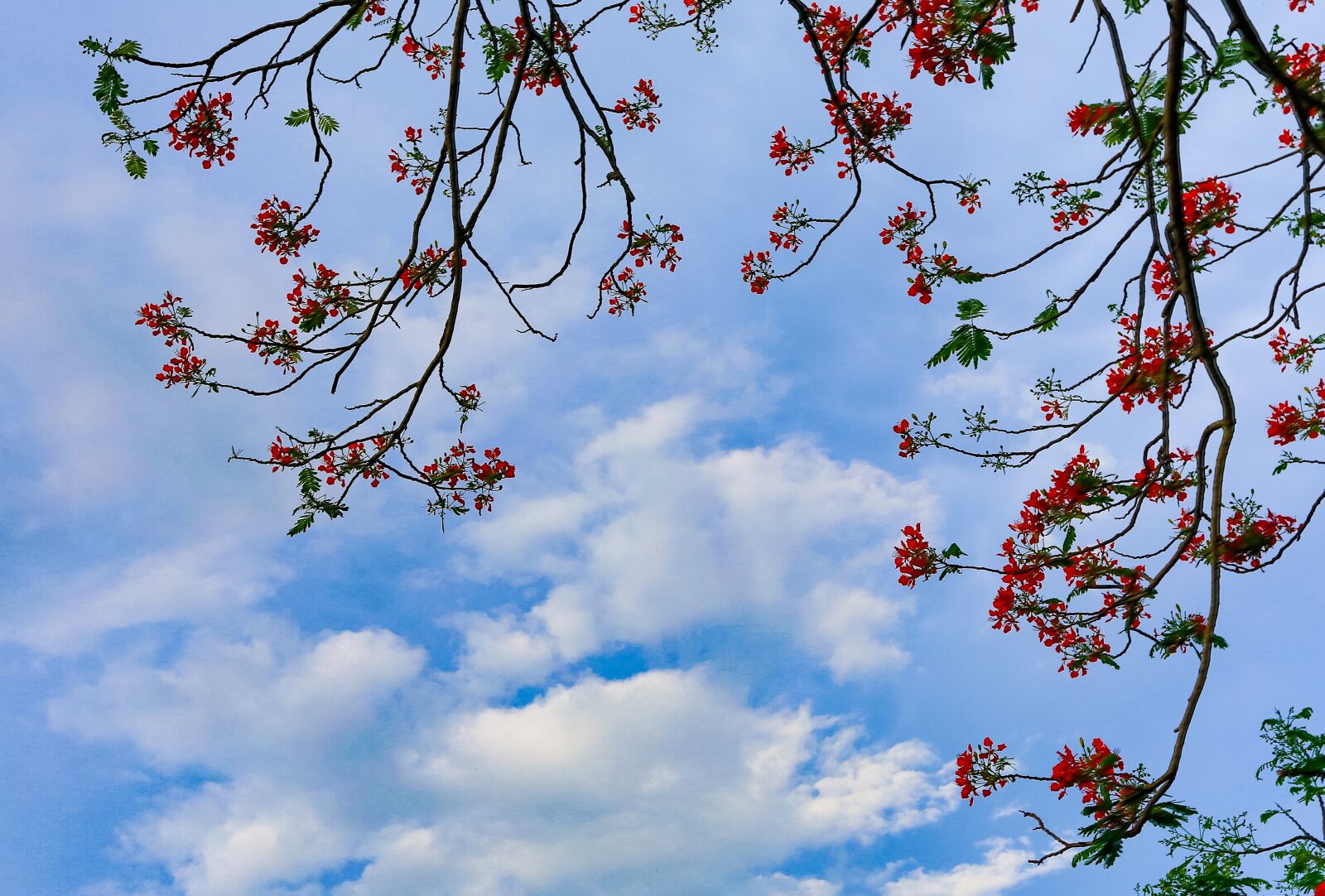 Canon EF 16-35mm F2.8L II USM sample photo. Season, flower, sky photography