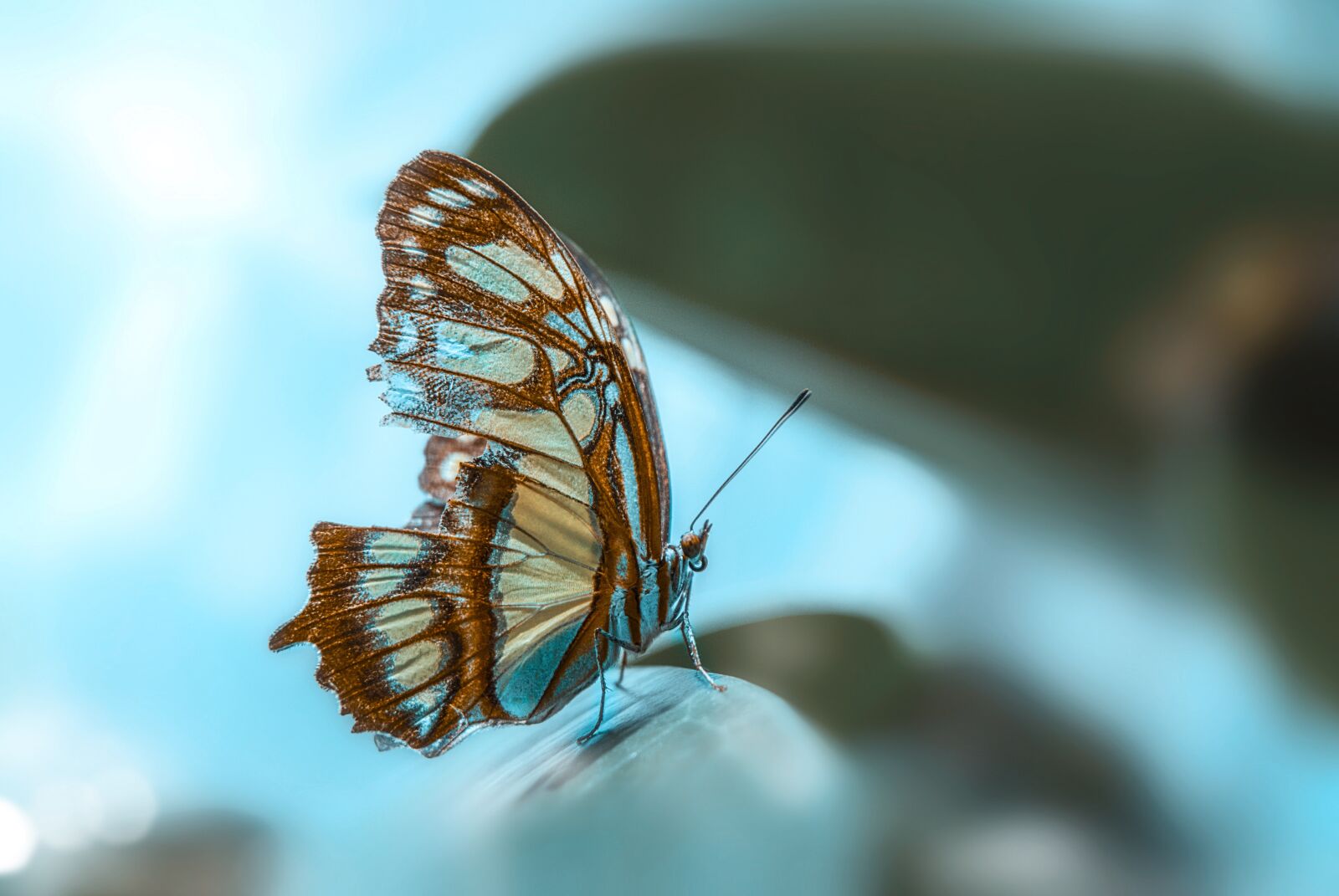 Nikon D200 sample photo. Butterfly, nature, animal photography