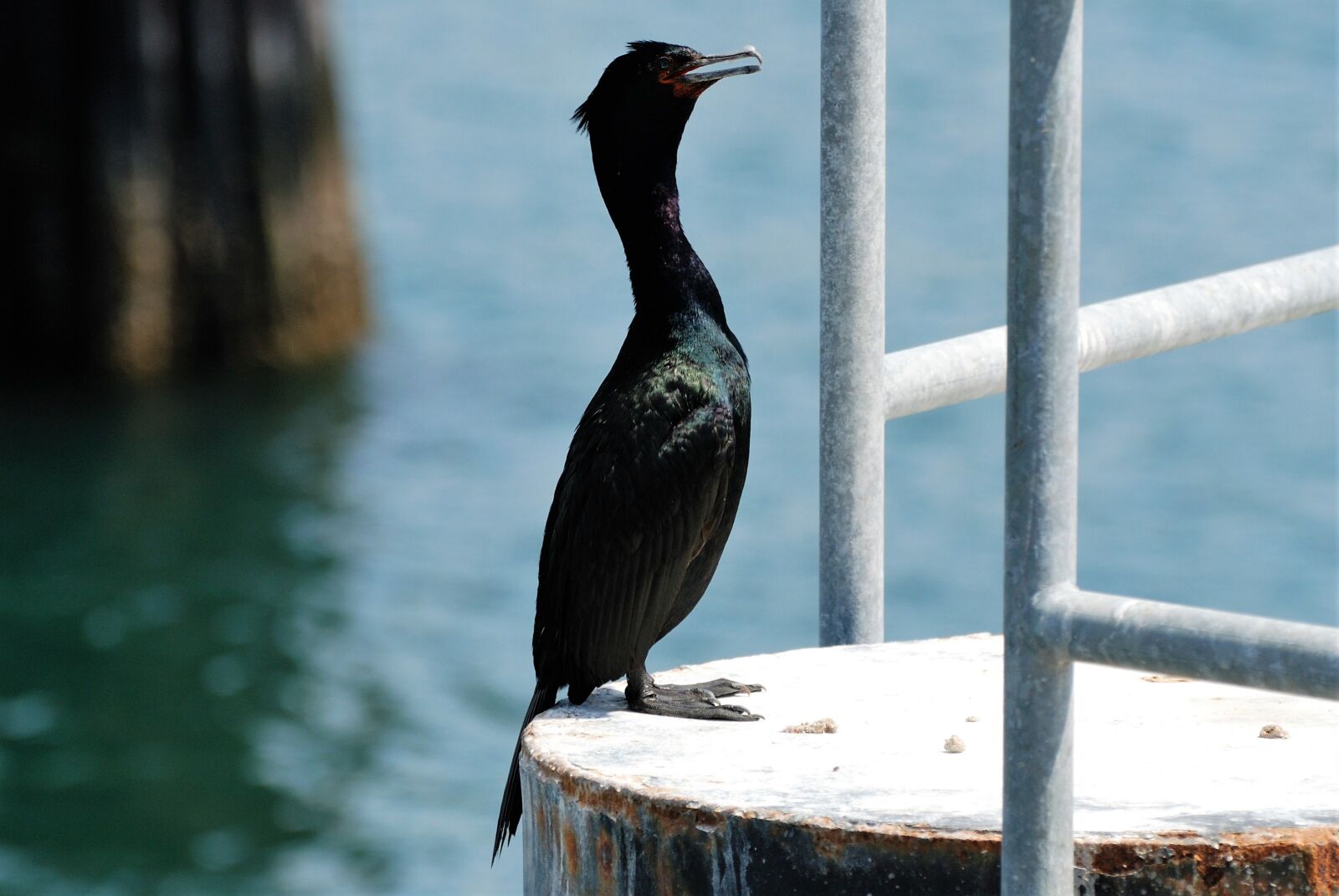 Nikon D80 sample photo. Pelagic cormorant, bird, cormorant photography