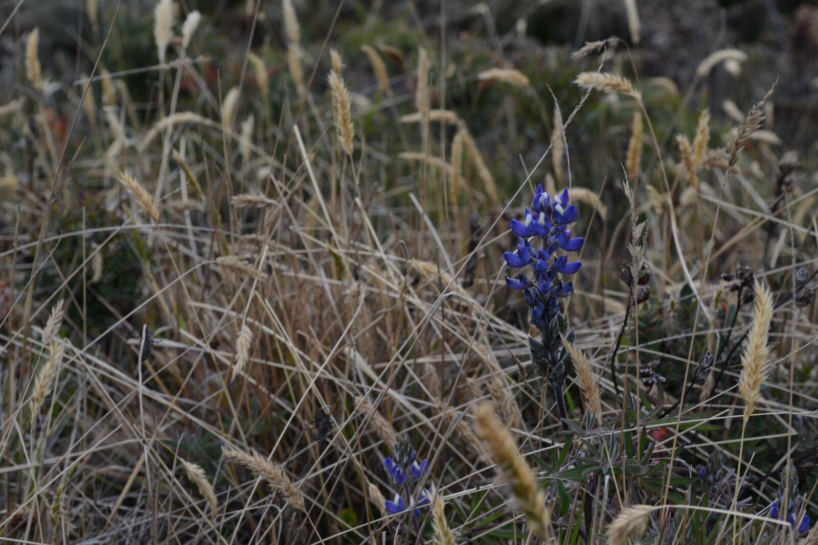 Nikon D3100 sample photo. Flowers, nature, wild photography
