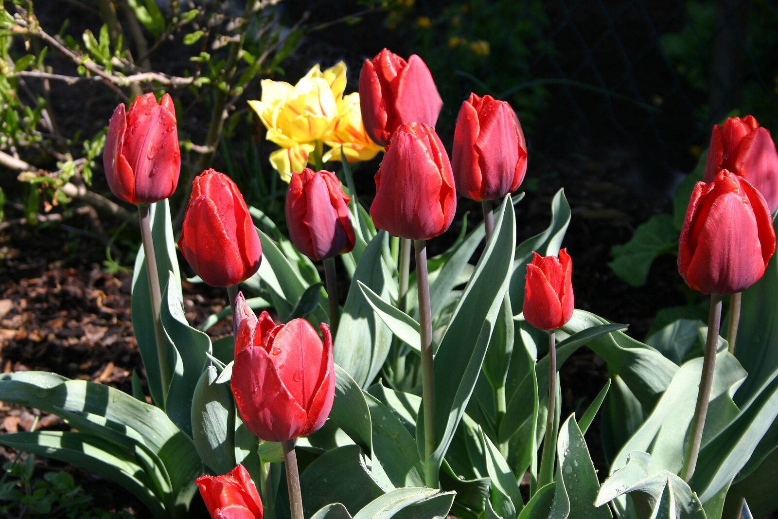 Canon EOS 300D (EOS Digital Rebel / EOS Kiss Digital) sample photo. Tulip, flower, spring photography