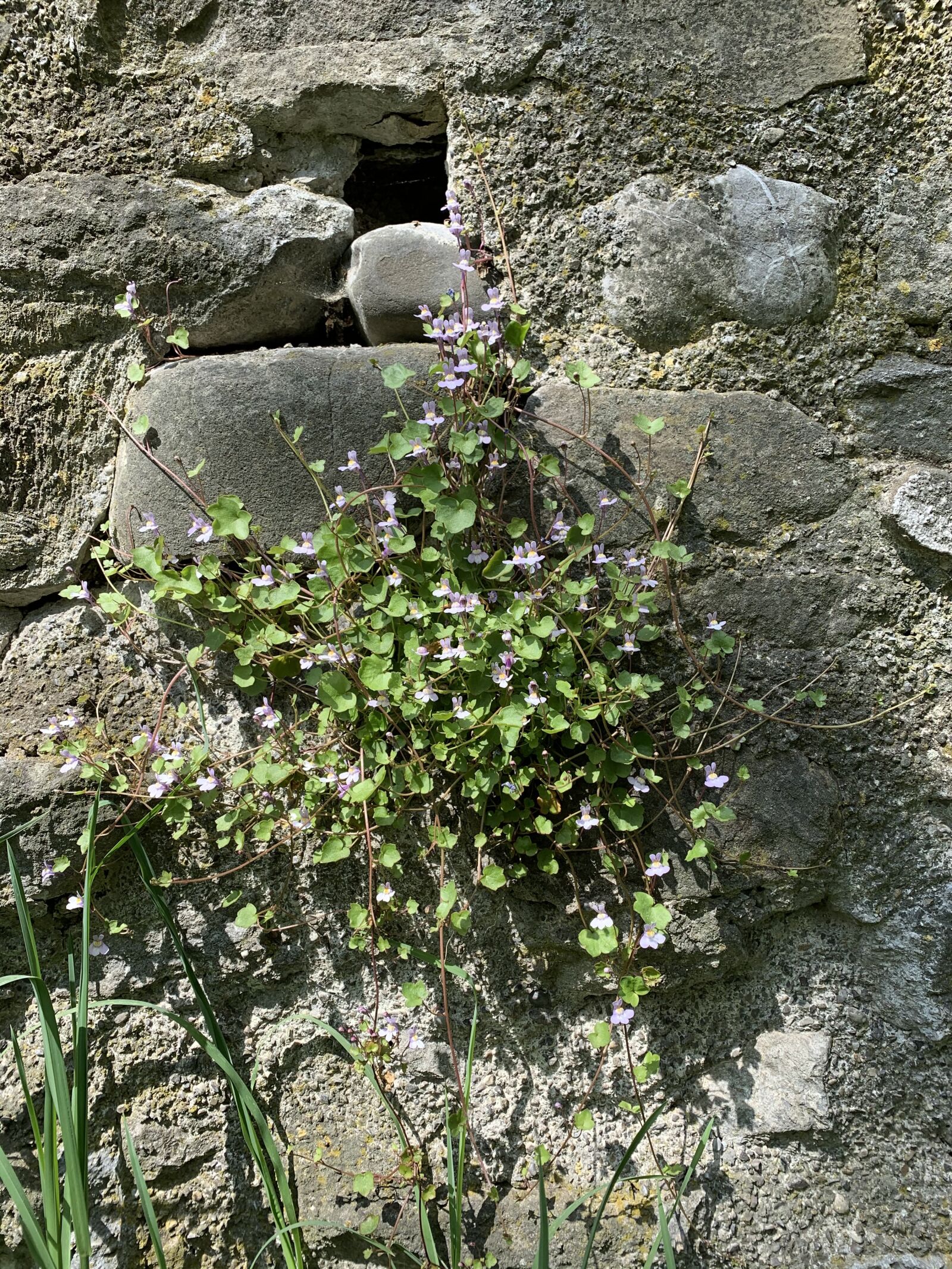 Apple iPhone XR sample photo. Wallflower, wall, wall flower photography