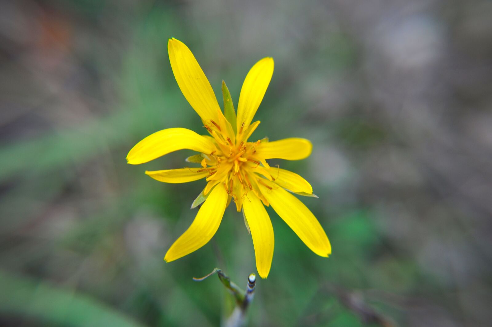 Nikon D5000 sample photo. Flower, nature, plant photography