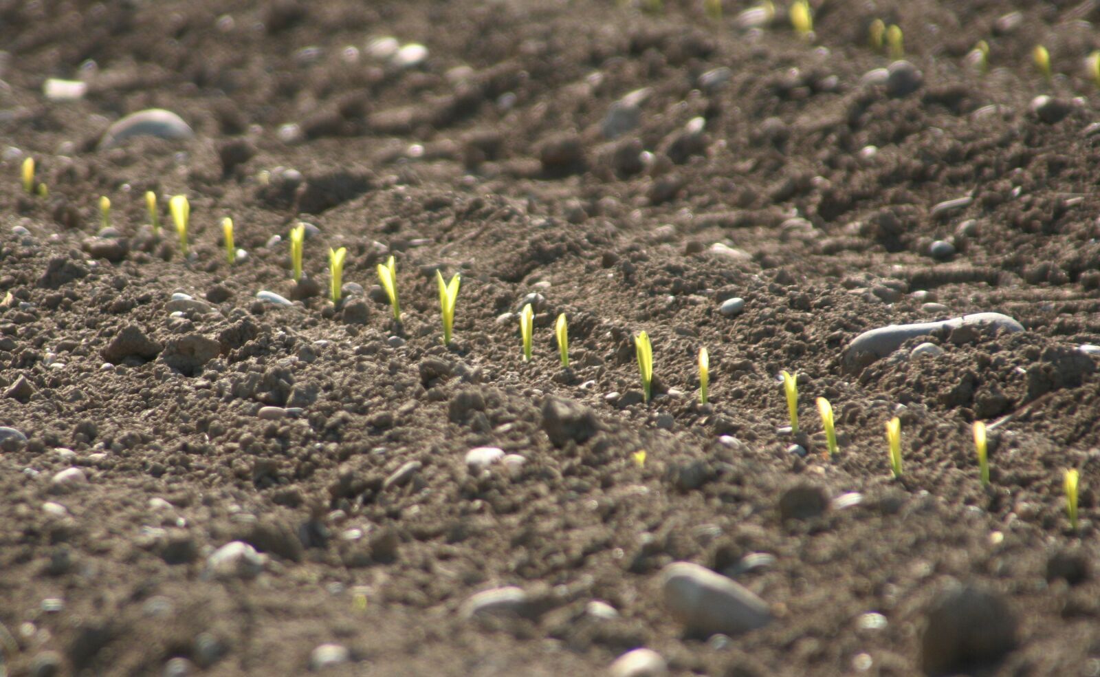 Canon EOS 350D (EOS Digital Rebel XT / EOS Kiss Digital N) sample photo. Spring, culture, corn photography