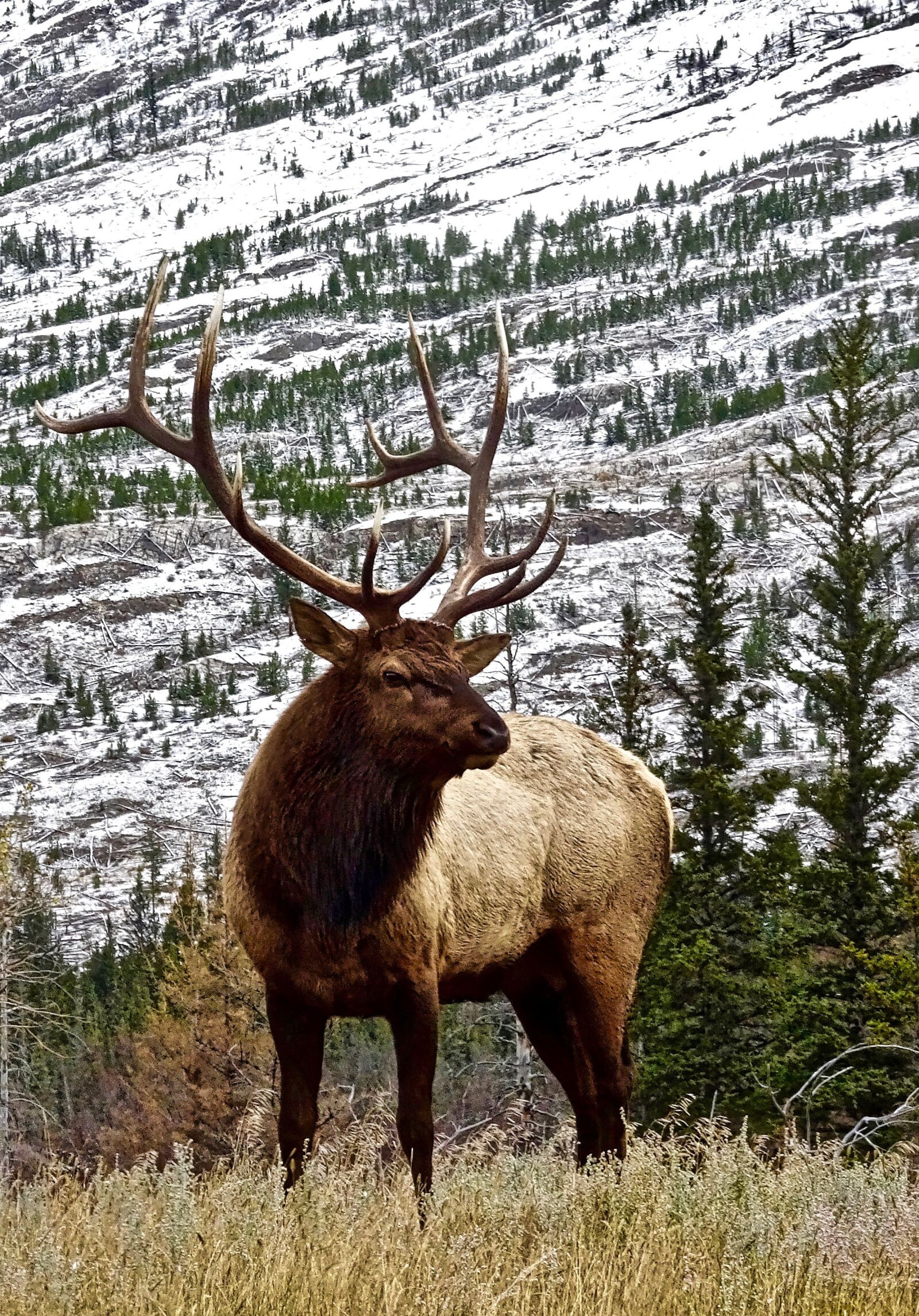 Sony Cyber-shot DSC-HX90V sample photo. Stag, elk, antler photography