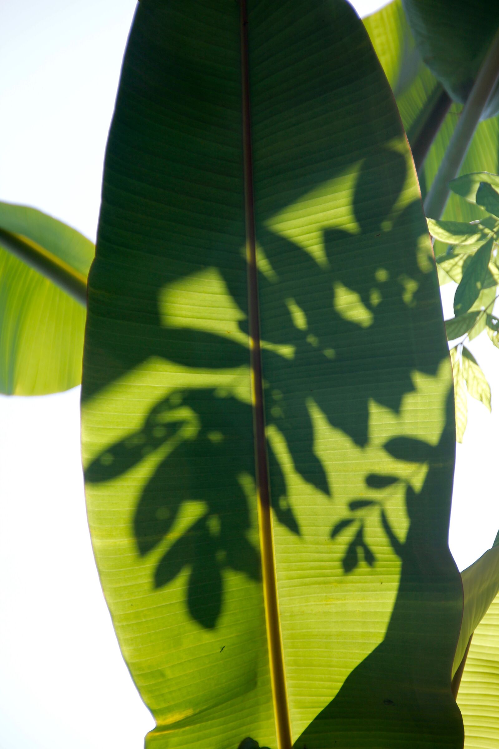 Canon EOS 60D sample photo. Palm, frond, leaf photography