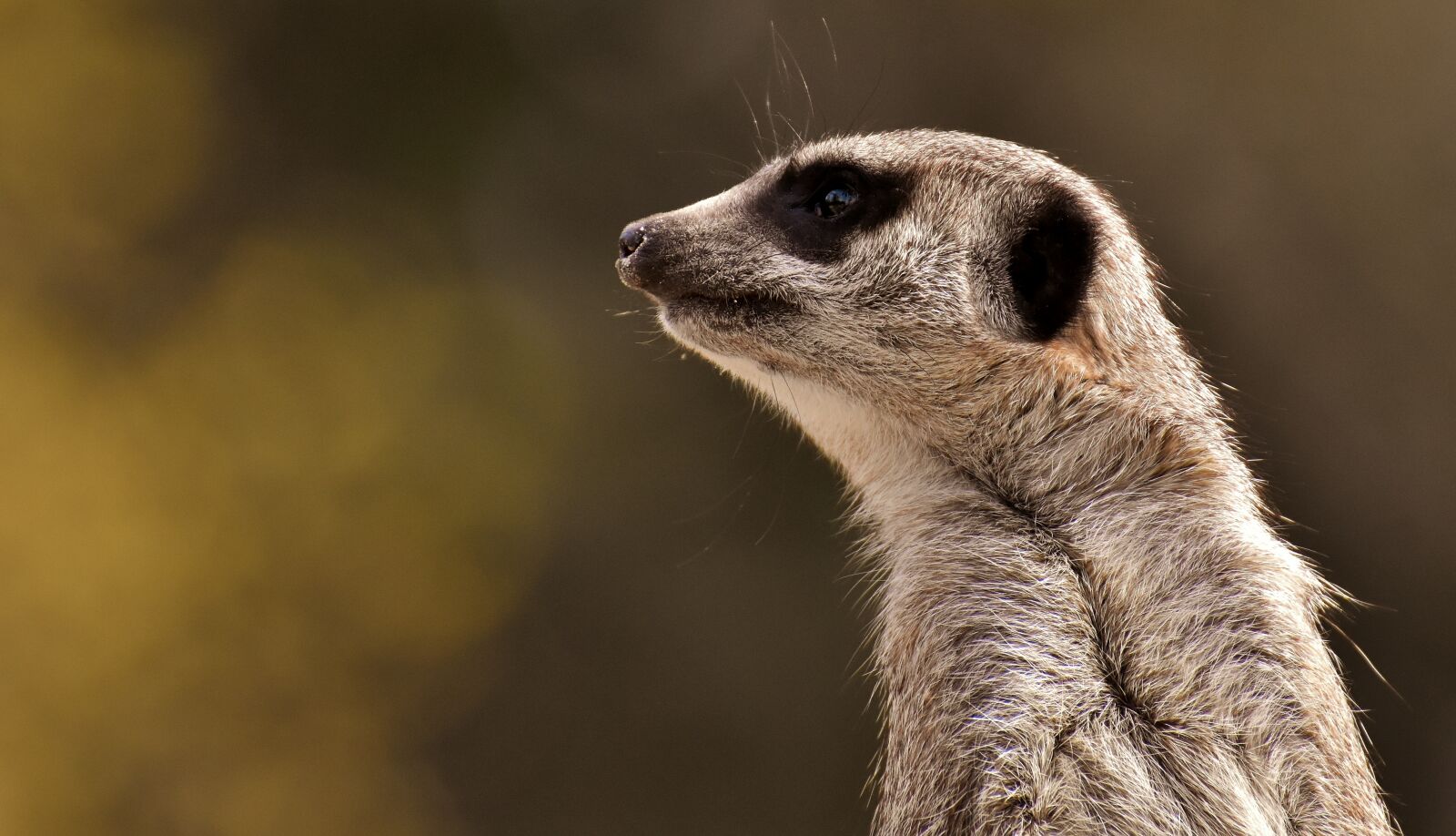 Nikon D7200 sample photo. Meerkat, animal, nature photography