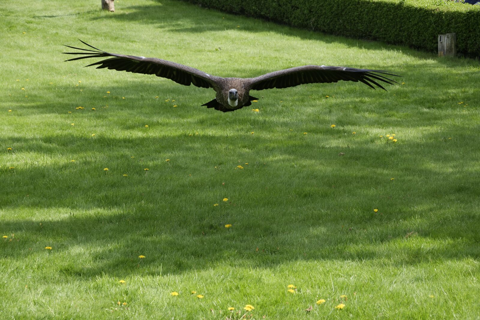 Panasonic Lumix DC-G9 sample photo. White-backed vulture, vulture, scavengers photography