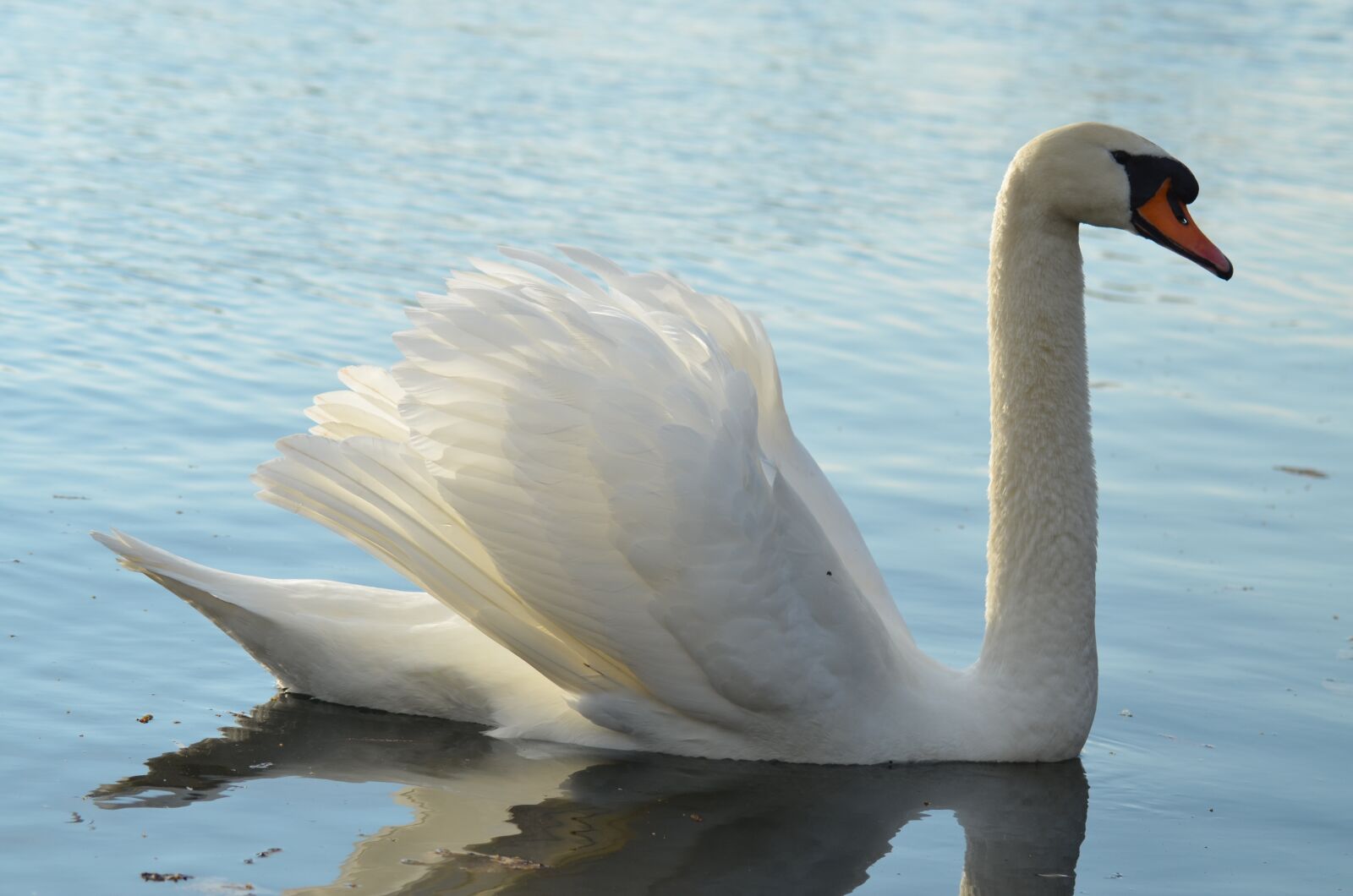 Nikon D5100 sample photo. Swan, pond, white photography