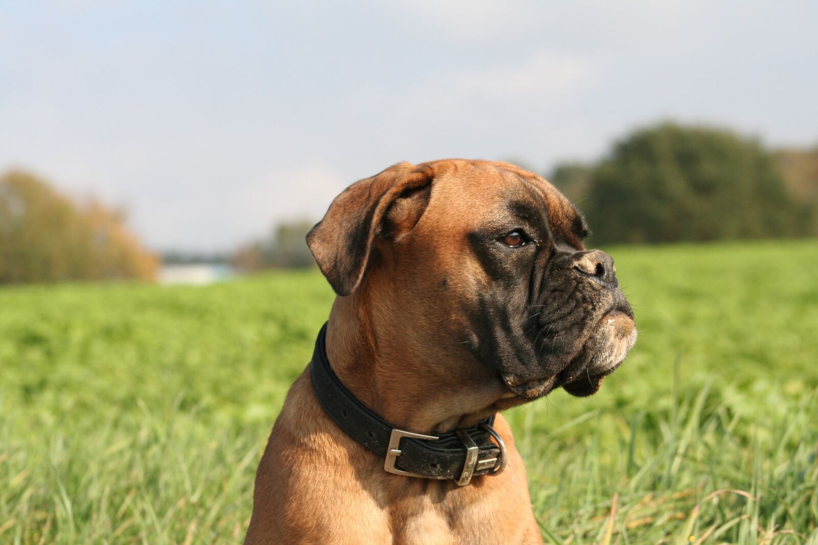 Canon EOS 350D (EOS Digital Rebel XT / EOS Kiss Digital N) sample photo. Grass, cute, dog photography
