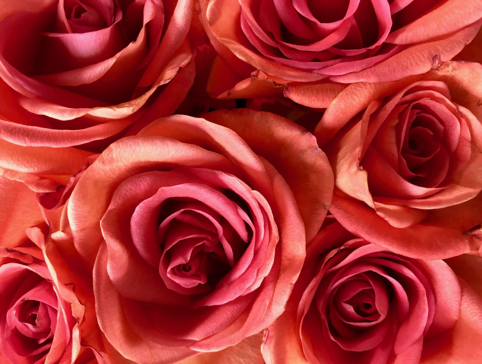 iPhone X back dual camera 4mm f/1.8 sample photo. Roses, bleed, pink photography