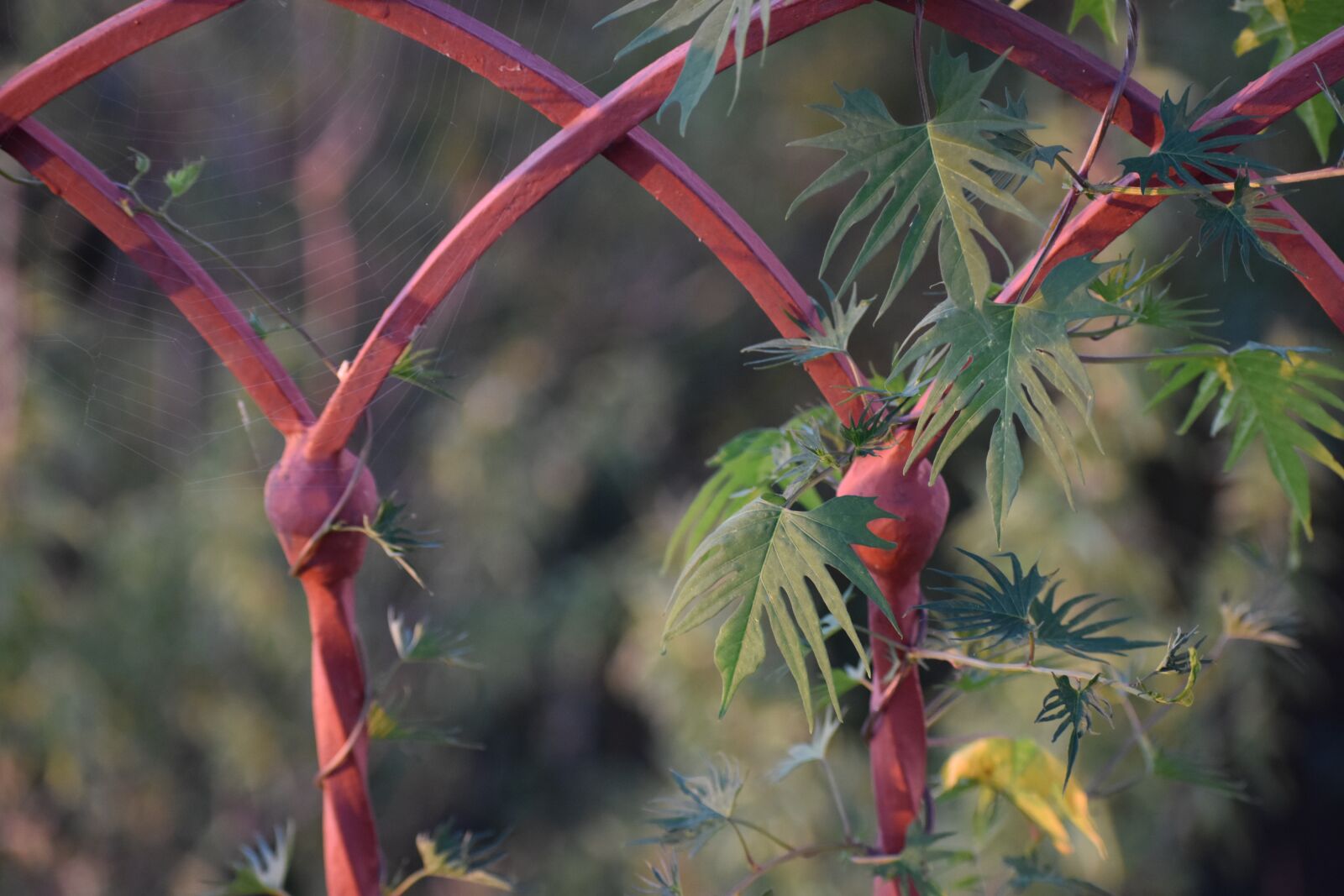 Nikon D3400 sample photo. Plant, red, grille photography