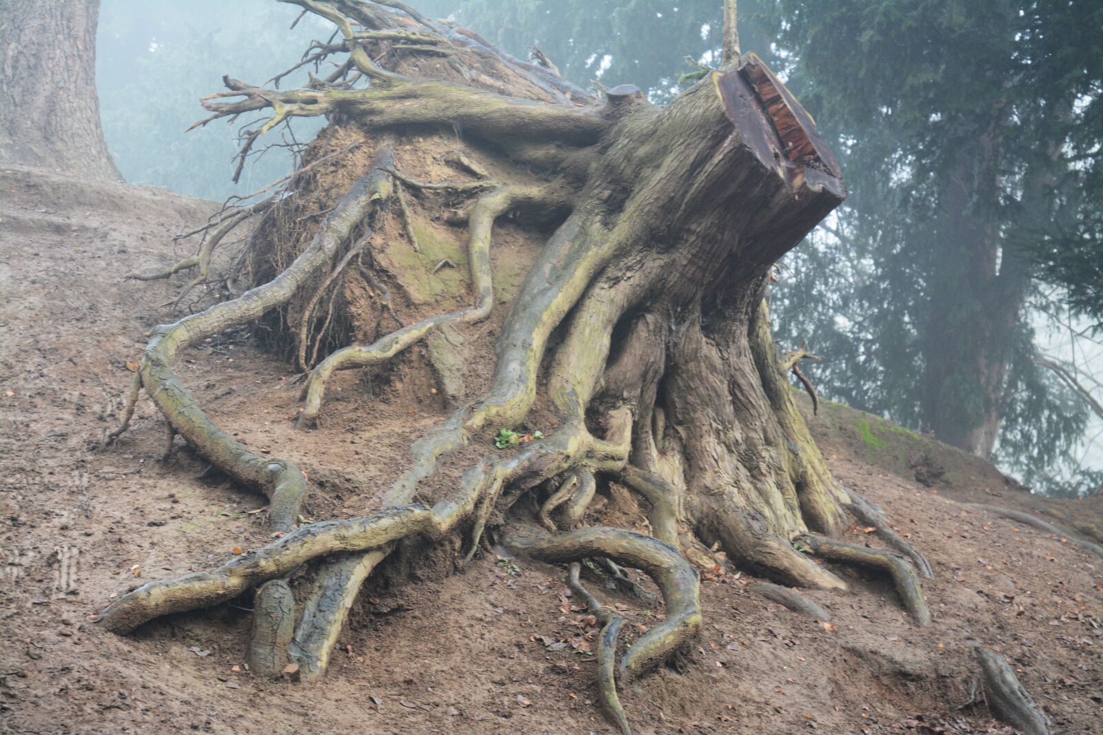 Nikon D7100 sample photo. Roots, atmospheric, misty photography