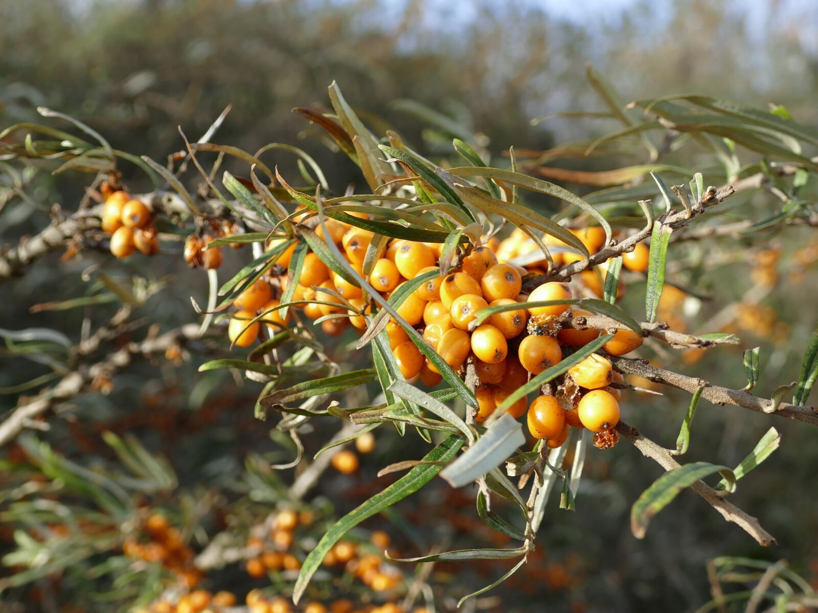 Panasonic Lumix DMC-FZ1000 sample photo. Sea buckthorn, hippophae rhamnoides photography