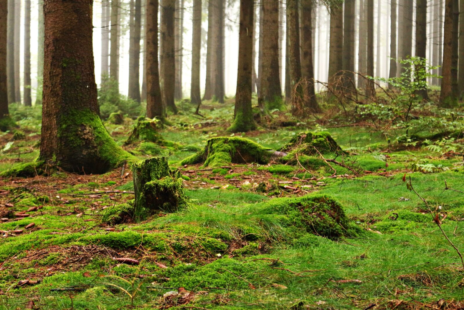 Canon EOS 100D (EOS Rebel SL1 / EOS Kiss X7) sample photo. Forest, moss, forest floor photography