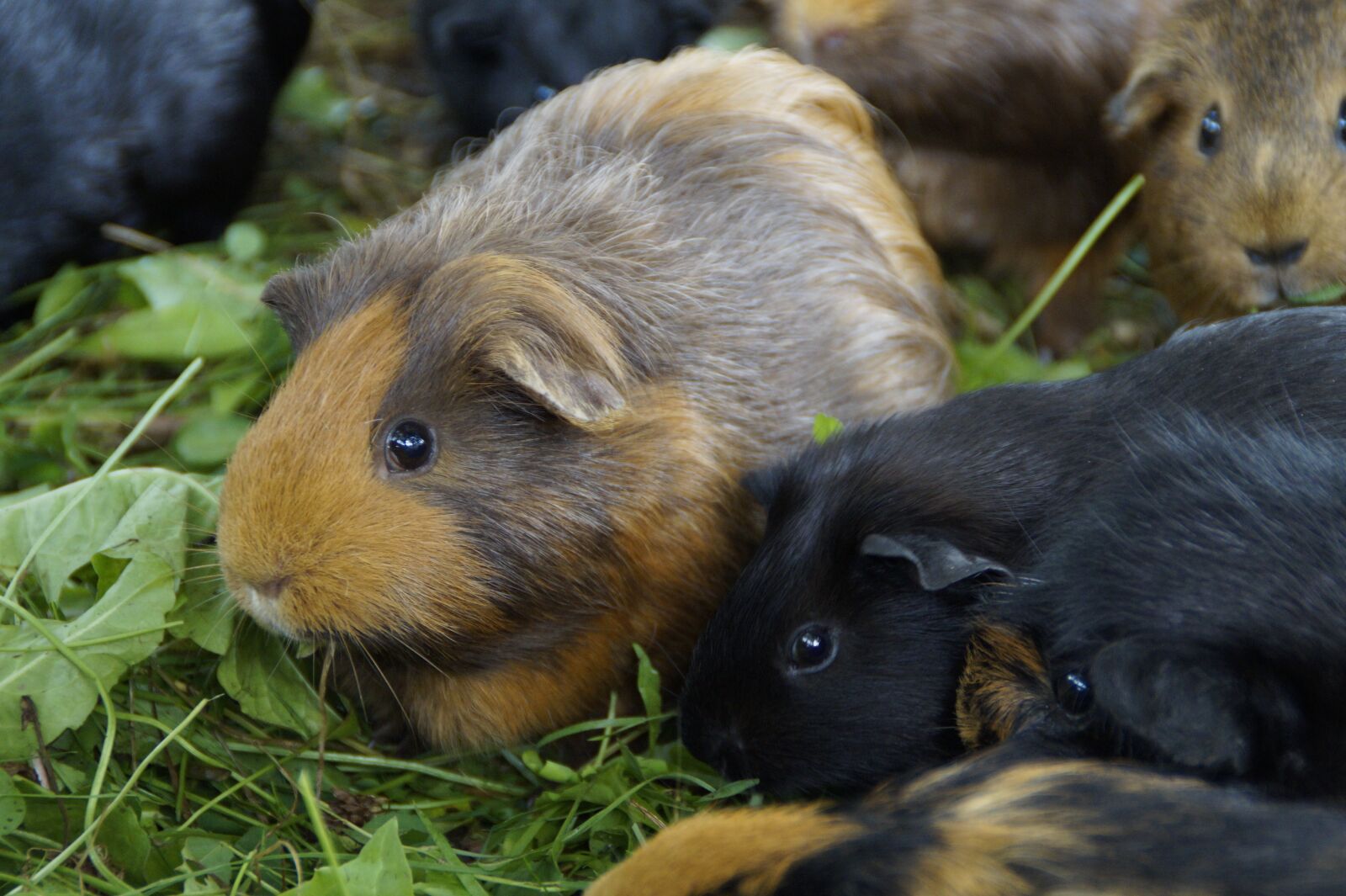 Sony SLT-A58 sample photo. Guinea pig, cute, rodent photography