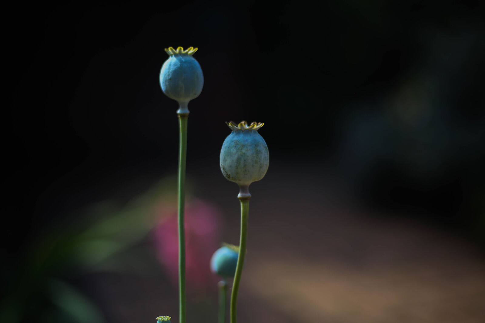 Canon EOS 6D + Canon EF 50mm F1.8 STM sample photo. Green, plants photography