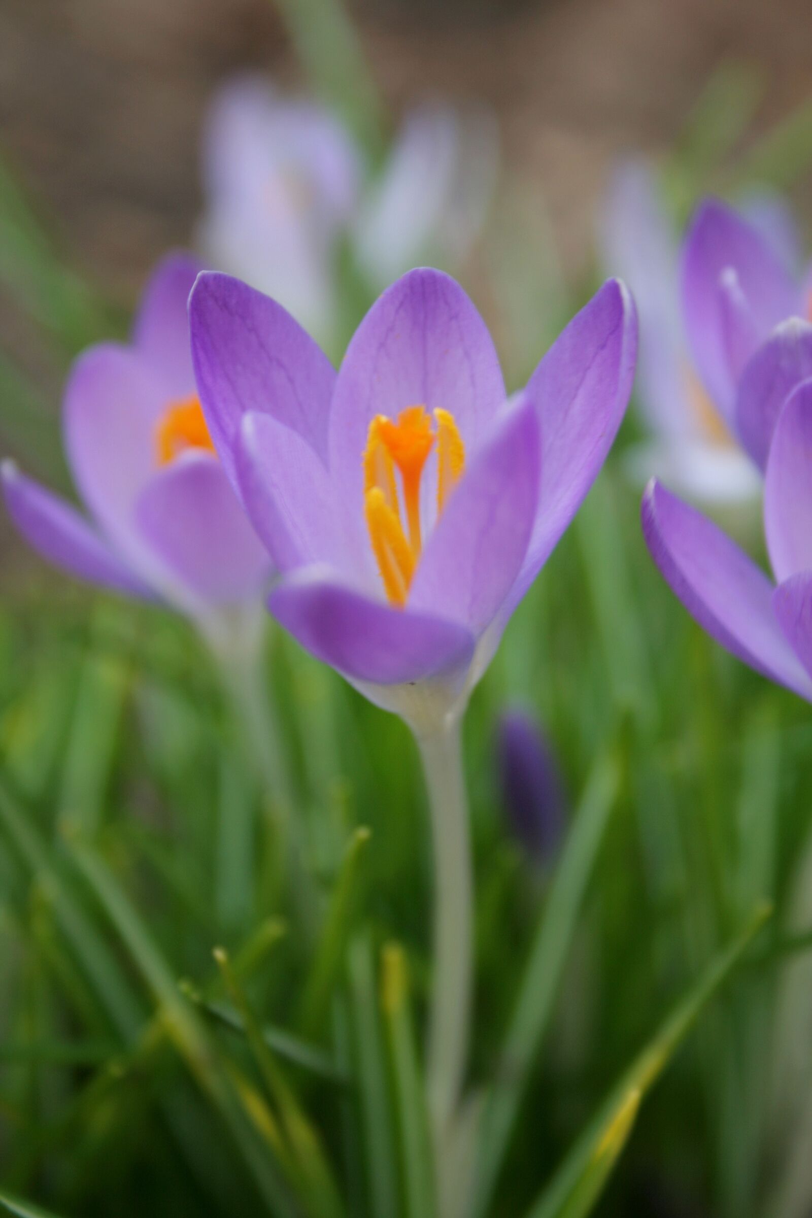 Canon EOS 350D (EOS Digital Rebel XT / EOS Kiss Digital N) sample photo. Crocus, spring, nature photography