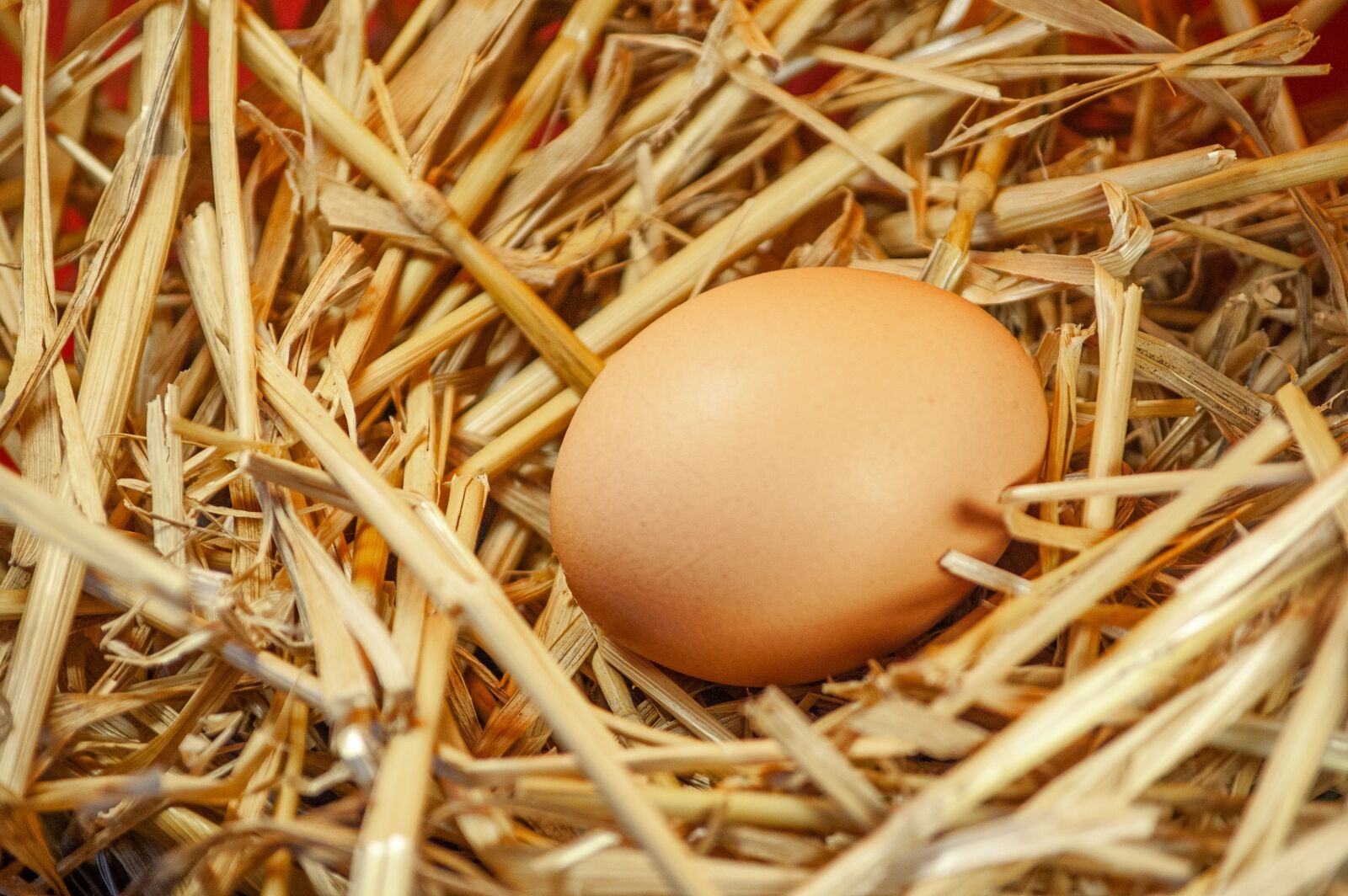 Nikon D50 sample photo. Easter, egg, nest photography