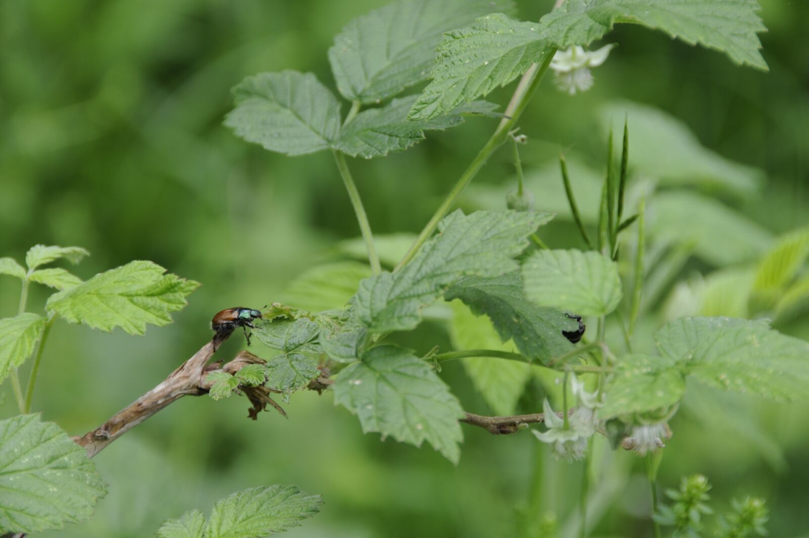 Nikon D300 sample photo. Beetle, nature, insect photography