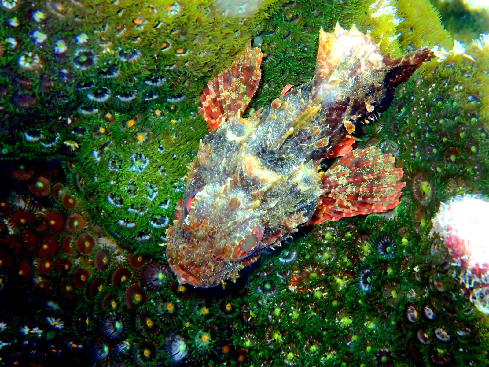 Olympus TG-4 sample photo. Scorpion fish, fish, marine photography