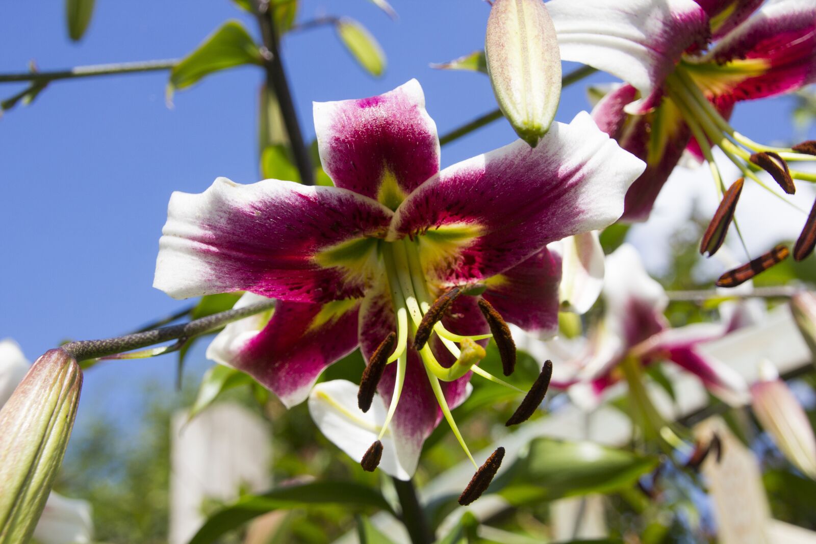 Canon EOS 60D sample photo. Lily, flower, blossom photography